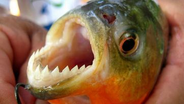 Un hombre perdió un dedo tras ser atacado por palometas en Río Paraná